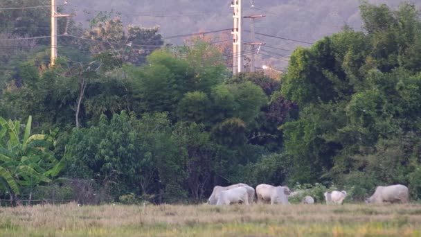 Группа птиц, летающих вокруг коров в поле — стоковое видео
