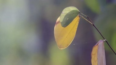 genç ve yaşlı orkide ağaç yaprak ışık