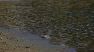Güvercin içme suyu Reservoir
