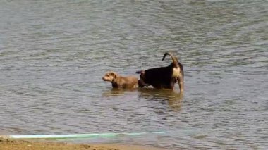 köpek ve köpek yavrusu suda oynamak