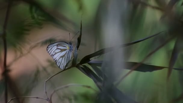 Motýl na střílet bambus s silný vítr — Stock video