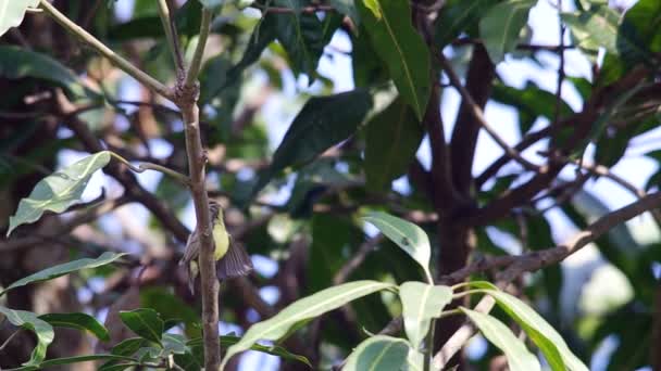 Olive-backed sunbird on the tree branch — Stock Video