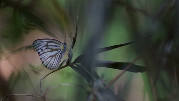 Бабочка на бамбуковой стрельбе с легким ветром — стоковое видео