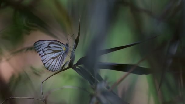 Borboleta na parte aérea de bambu com vento suave — Vídeo de Stock