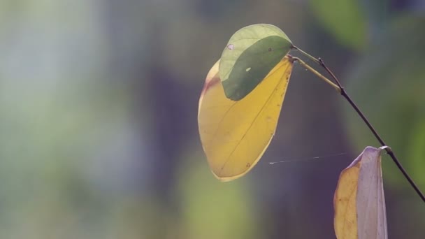 Young and old orchid tree leaf with light — Stock Video