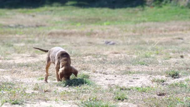 Cachorro relajante en el suelo — Vídeos de Stock