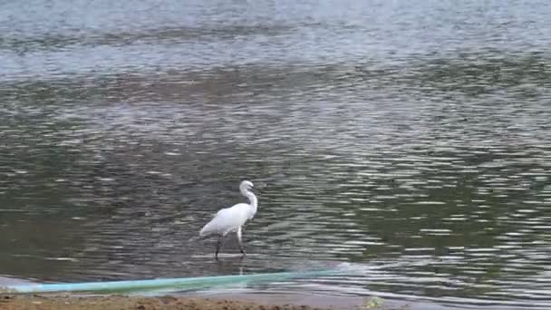 Белый журавль, идущий у берега — стоковое видео