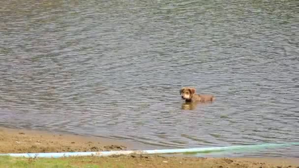 Cachorro correndo para cima da água — Vídeo de Stock