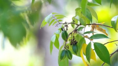 star meyve çiçek ve genç meyveler