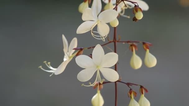 Asintiendo Clerodendron temblor de flores — Vídeo de stock