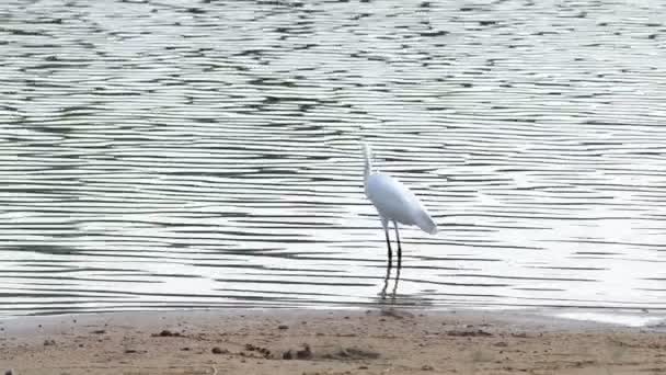 Ação caminhada guindaste branco no reservatório — Vídeo de Stock