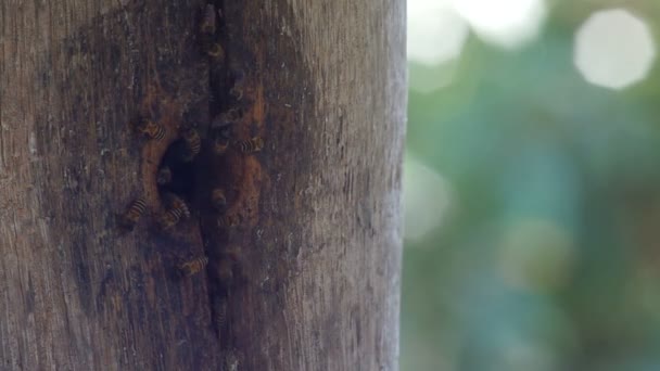 Abejas de miel están volando alrededor de la entrada de la colmena — Vídeos de Stock