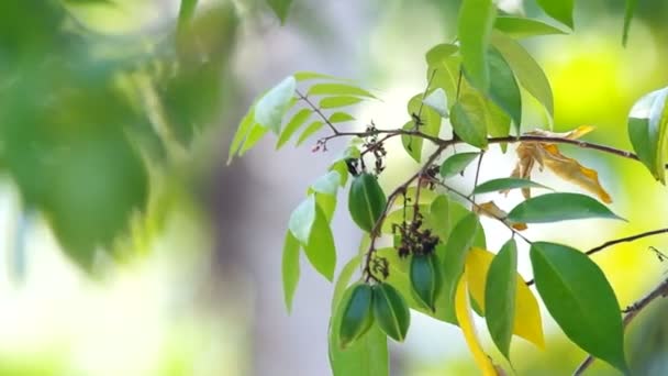 Flor e frutos jovens de frutos de estrela — Vídeo de Stock