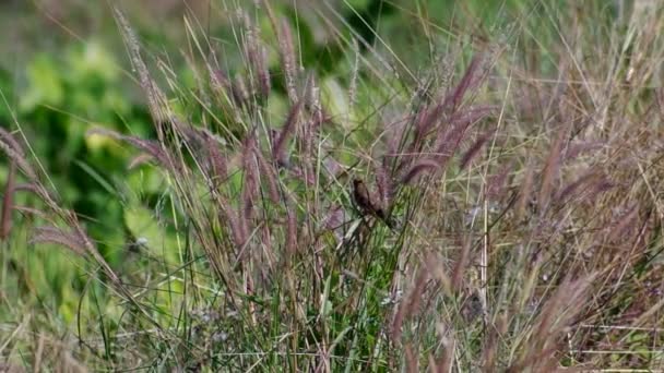 Munia de pecho escamoso comer alimentos — Vídeo de stock