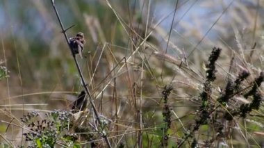 kuş dinlenmek ve kanatlarını temiz