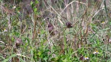 pullu göğüslü munia yemek yeme
