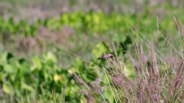 Munia dal petto squamoso mangia cibo e vola via — Video Stock