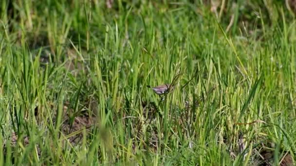 Scaly-breasted Munia rijstzaad eten — Stockvideo