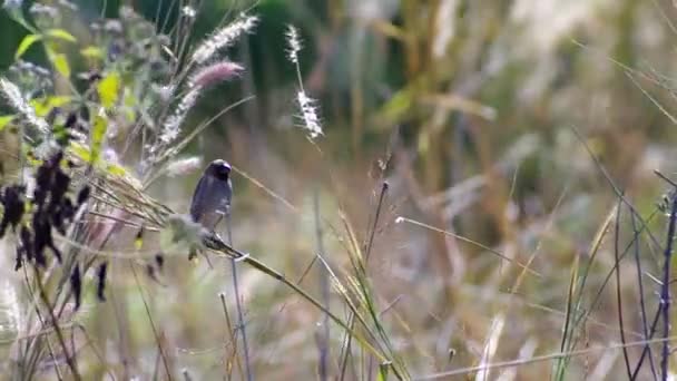 Astrildovec breasted Munia chytání na natáčení trávy — Stock video