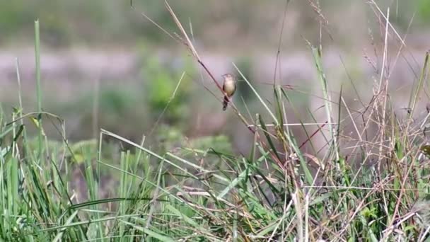 Маленький птах відпочиває на траві — стокове відео