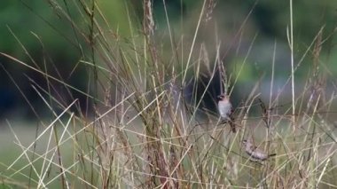 pullu göğüslü munia yemek yeme