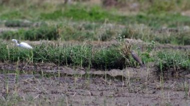 paddy alanında gıda alıcı beyaz vinç ve gölet balıkçıl