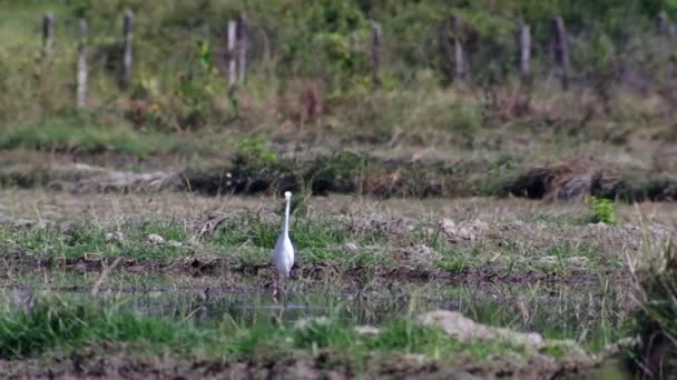 Белый кран ловит еду на рисовом поле — стоковое видео