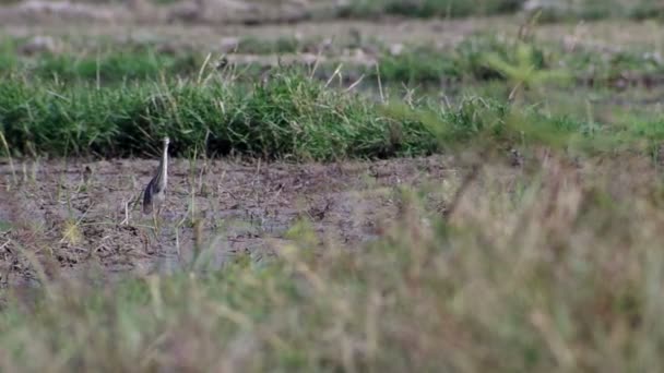 Teichreiher läuft auf dem Feld — Stockvideo