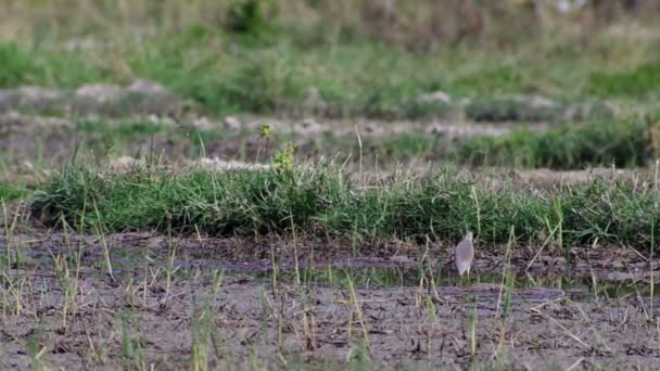 Lagoa garça captura de alimentos em campo de arroz quente — Vídeo de Stock