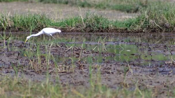grue blanche attraper de la nourriture dans le champ de paddy 
