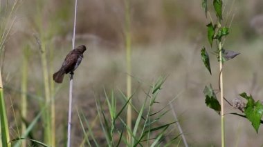Pul göğüslü Munia rahatla çim ateş üzerinde