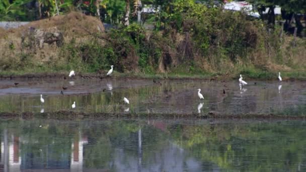 Λευκό γερανοί και πουλιά στο πεδίο paddy — Αρχείο Βίντεο