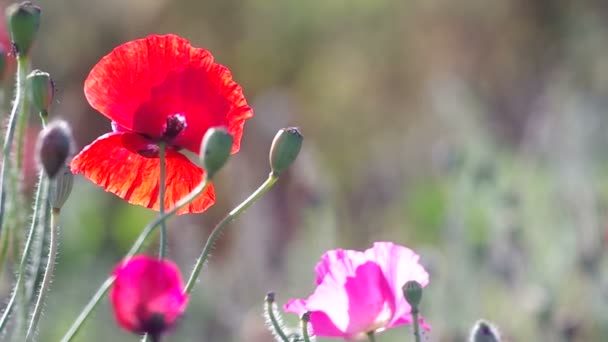鸦片罂粟花朵和种子 pod 被风吹 — 图库视频影像