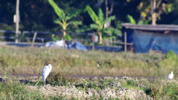 Белый кран взлетать и летать — стоковое видео
