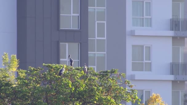 Aperturas asiáticas descansando en el árbol frente al edificio — Vídeo de stock