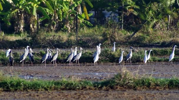 Poissons verts asiatiques et grues blanches dans la rizière — Video