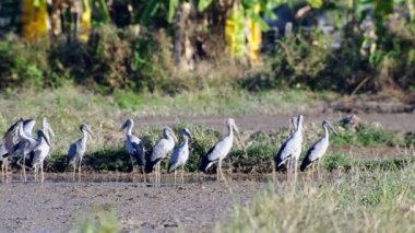 Pirinç alan Asya openbill kuşlar