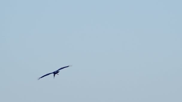 Asiatico openbill volare — Video Stock