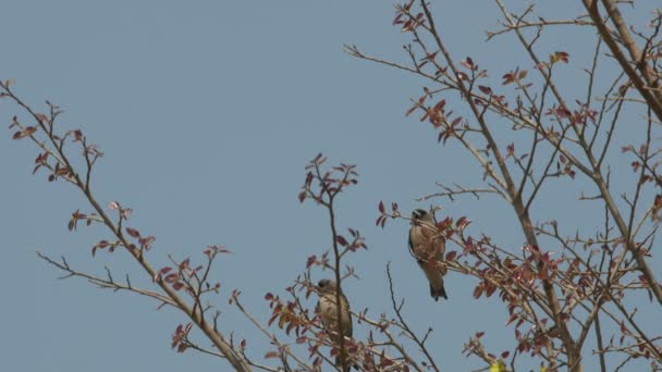 Ceniza Tragar madera descansando en el árbol — Vídeos de Stock