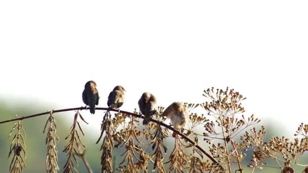 Quatre ailes de nettoyage Munia Scaly-breasted — Video