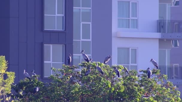 Aberturas asiáticas descansando na árvore em frente ao edifício — Vídeo de Stock