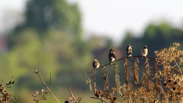 Vier Scaly-breasted Munia schoonmaak vleugels — Stockvideo