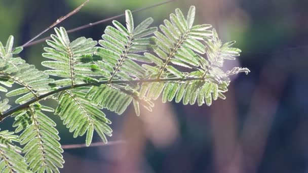 Folhas mimosa e luz do sol da manhã — Vídeo de Stock