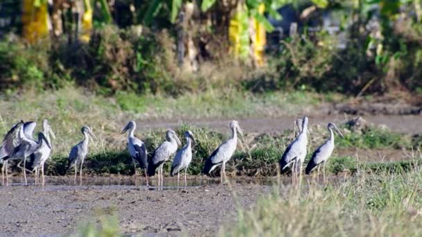 Oiseaux à bec ouvert asiatiques dans les rizières — Video
