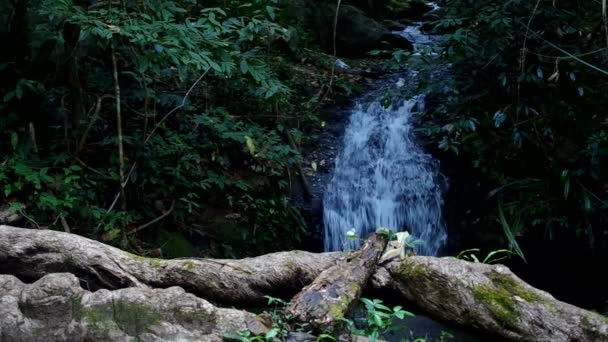 Маленький водоспад в лісі — стокове відео