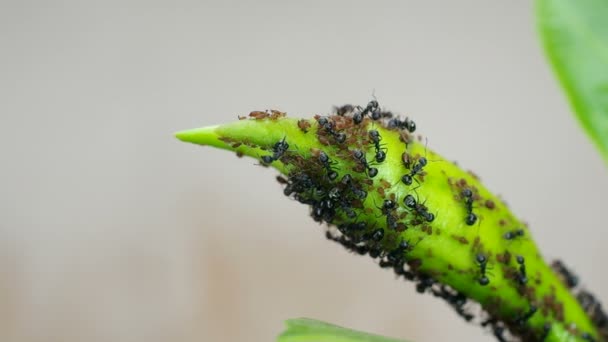 黑色和蚜虫对植物拍摄 — 图库视频影像