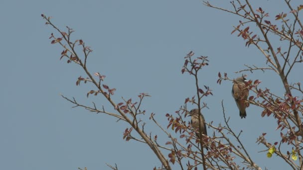 Dos pájaros golondrina de madera ceniza en brote de árbol — Vídeos de Stock