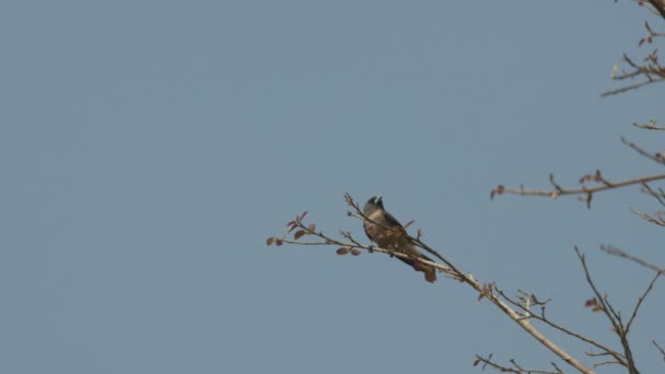 Ashy Wood-tragar pájaro en el brote de árbol — Vídeos de Stock