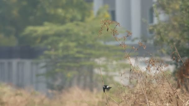 oiseau dans la prairie chaude près du bâtiment 