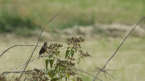 Schwarzkehlchen-Vogel ruht hinter Unkrautblumen — Stockvideo
